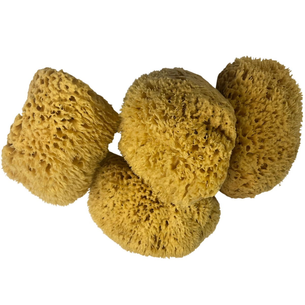 Buy Dead Sea Sponges